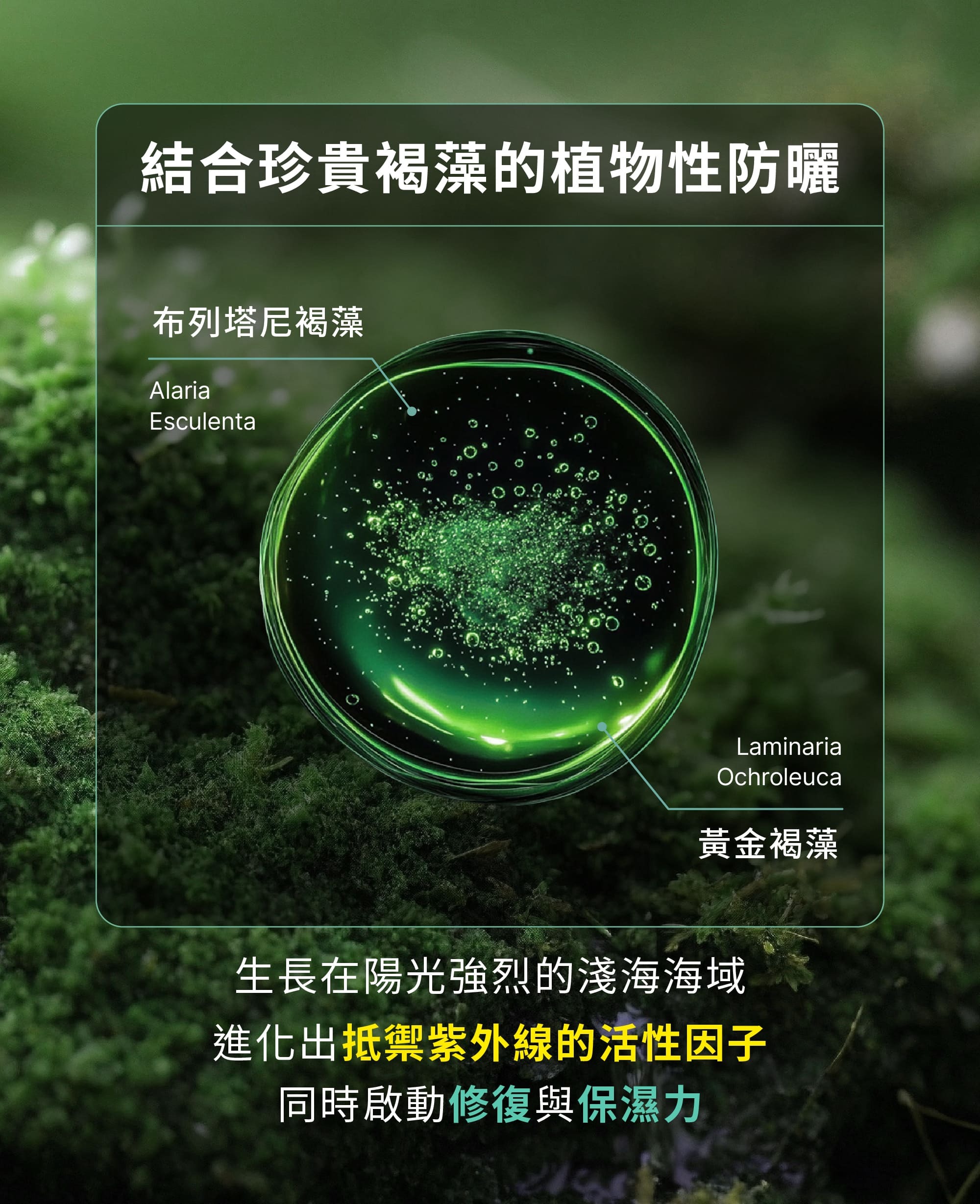 Z研嚴選布列塔尼與黃金褐藻,結合植萃修復與抗紫外線能力