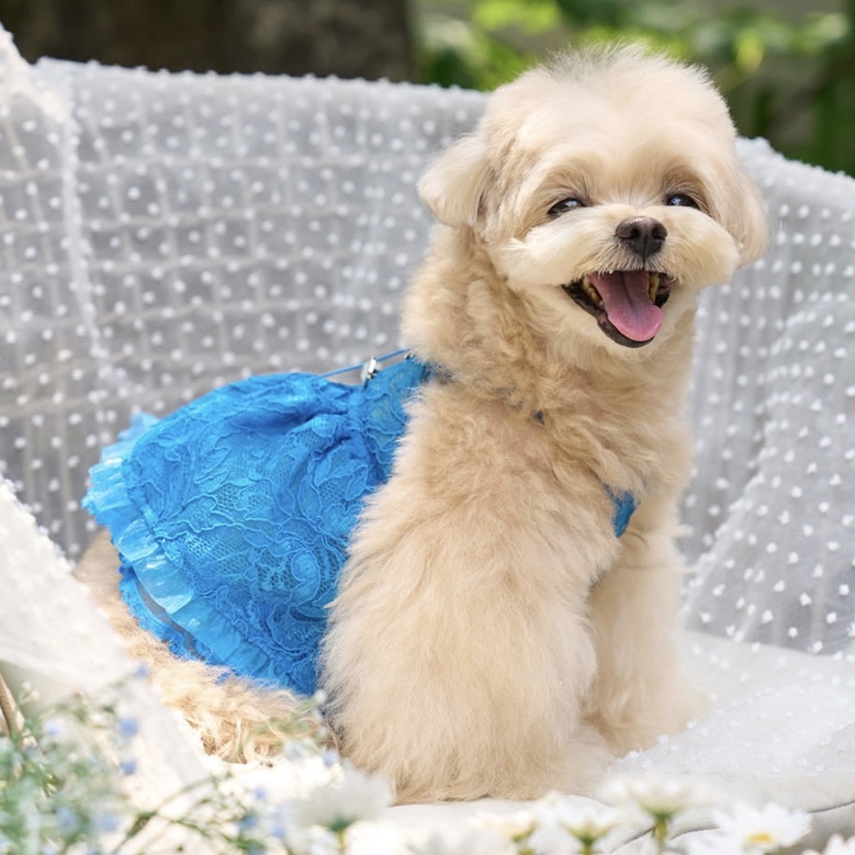 Blooming閃耀浪漫蕾絲洋裝 CobaltBlue鈷藍- It’s sunny outside