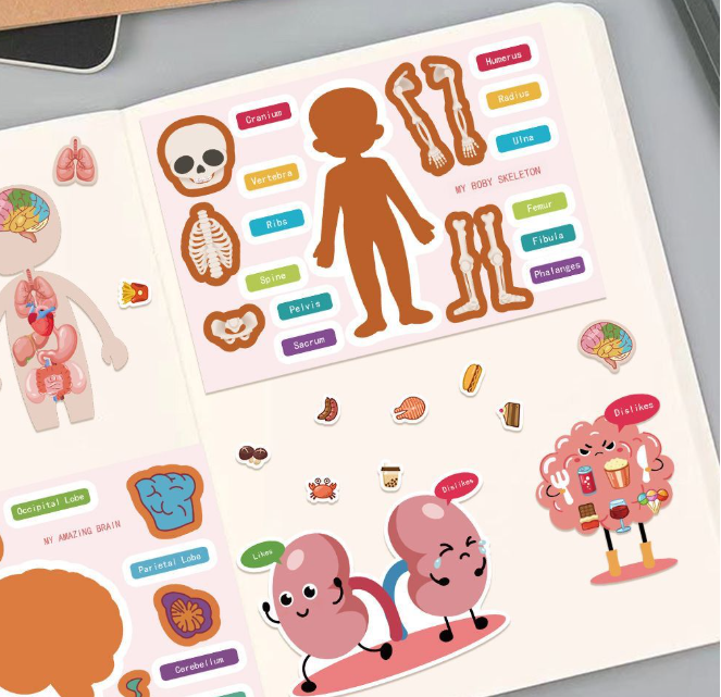 人体器官换装贴纸（8张）