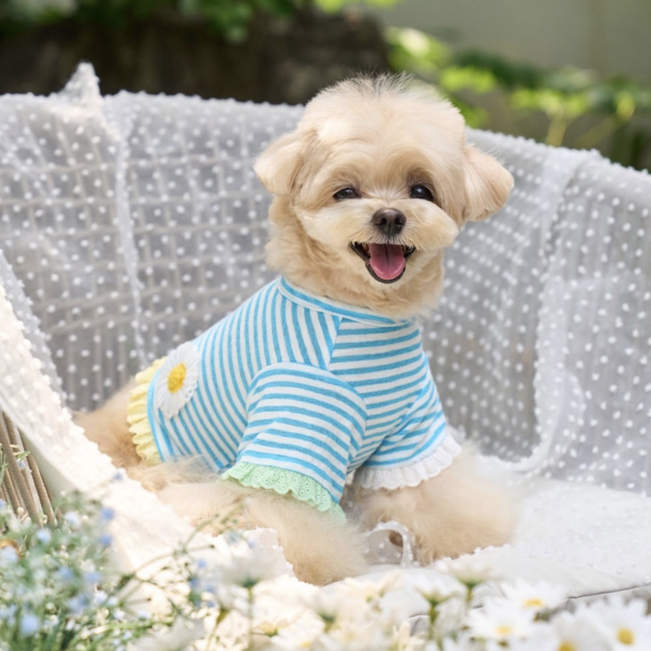 Daisy 雛菊條紋蕾絲袖 T-shirt｜AquaBlue水藍- It’s sunny outside