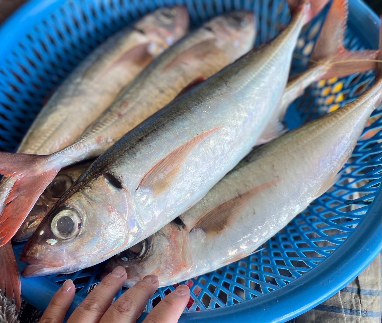【紅尾竹筴魚】已三去