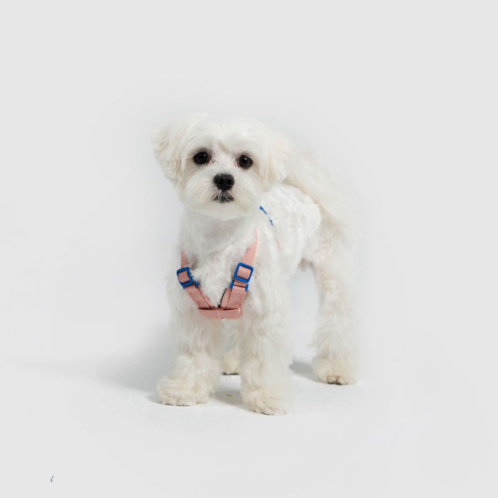 10TH YEAR︱胸背帶 - 粉色