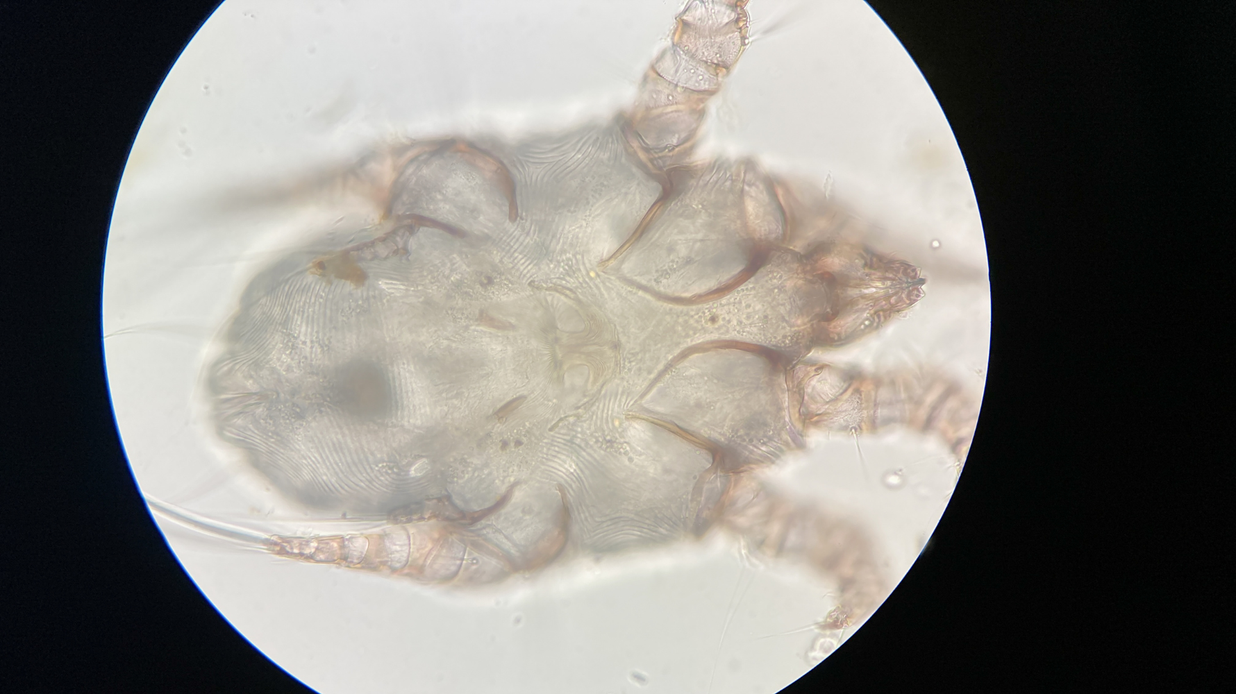 耳疥蟲(Otodectes cynotis)是體長僅約 0.3~0.5 毫米的耳道寄生蟲,幾乎無法用肉眼看見。