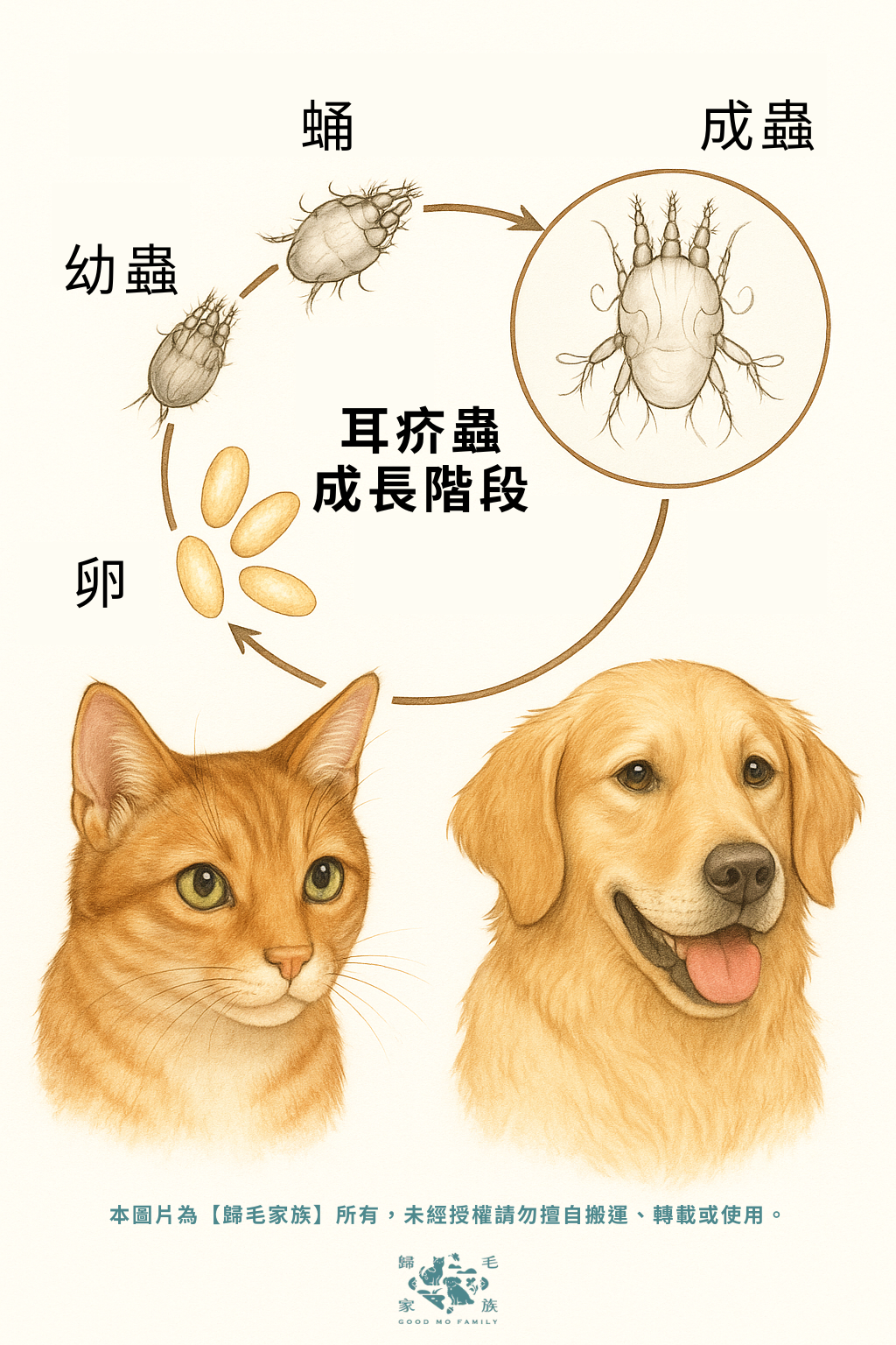 耳疥蟲(Otodectes cynotis)是體長僅約 0.3~0.5 毫米的耳道寄生蟲,幾乎無法用肉眼看見。