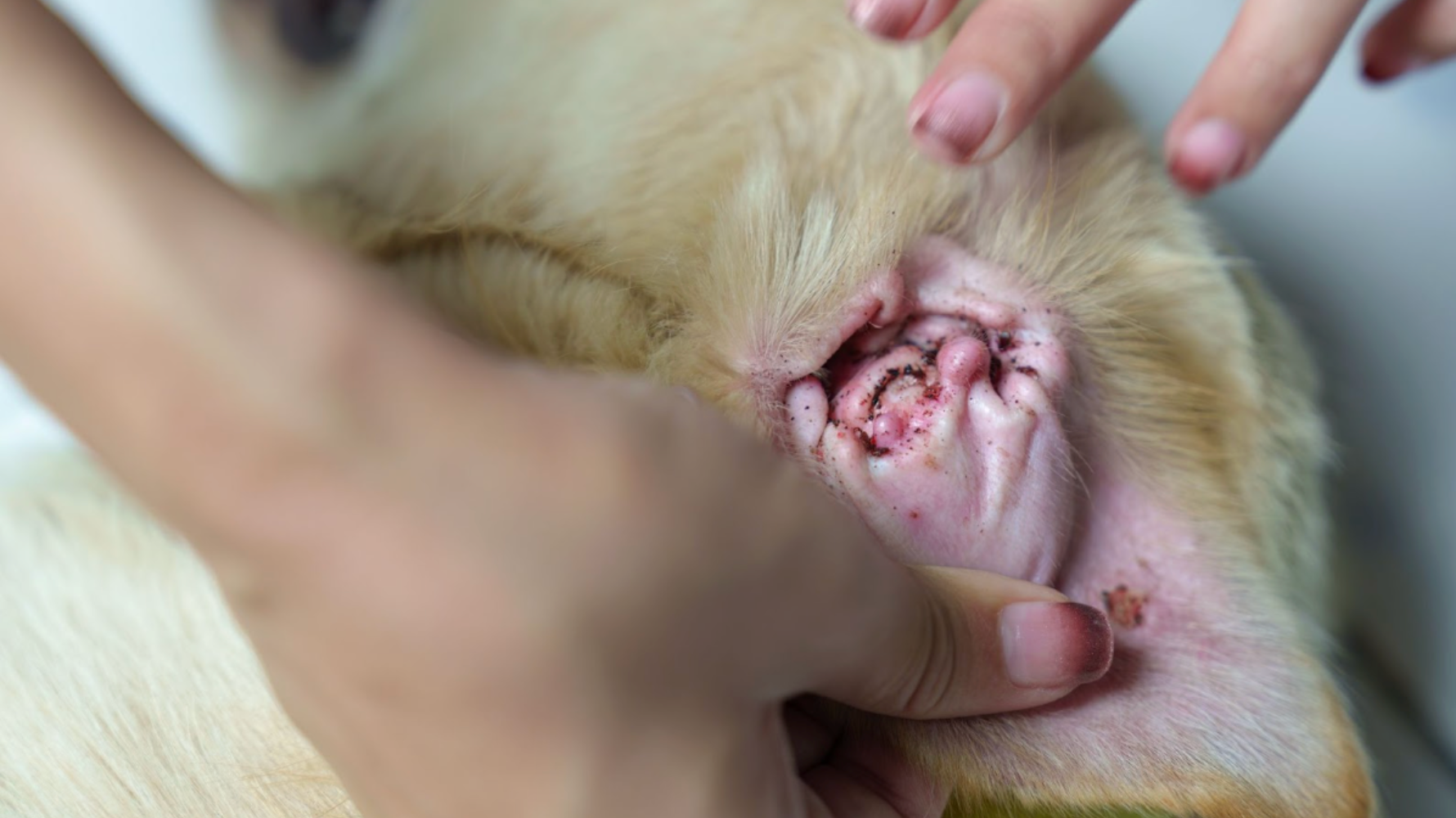 牠們雖小,卻不難對付,只要你掌握正確順序與方法,就能從根本瓦解牠們的生存條件。