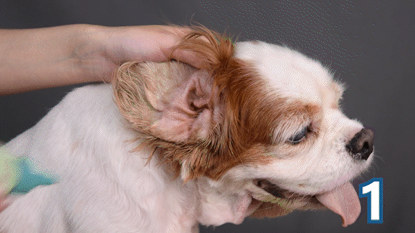 第一步萌耳液 溫和代謝耳垢