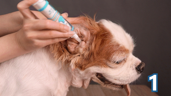 第二步萌耳靈 進階養護耳道