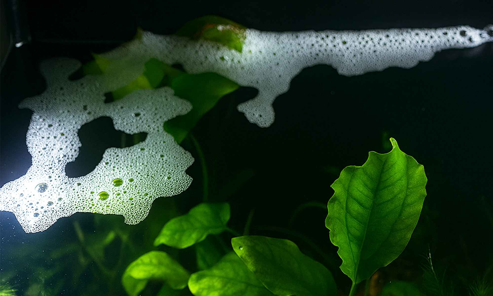 不要因為看到泡泡就急著大量換水，這樣反而可能破壞魚缸的生態平衡。循序漸進的調整才是正確的做法