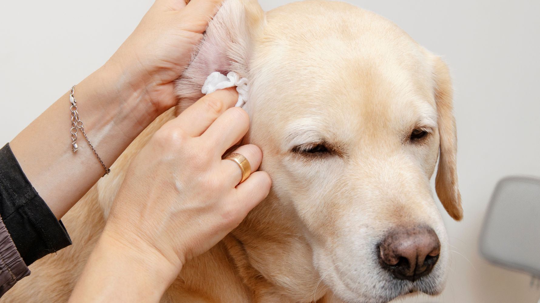 耳疥蟲會傳染給人