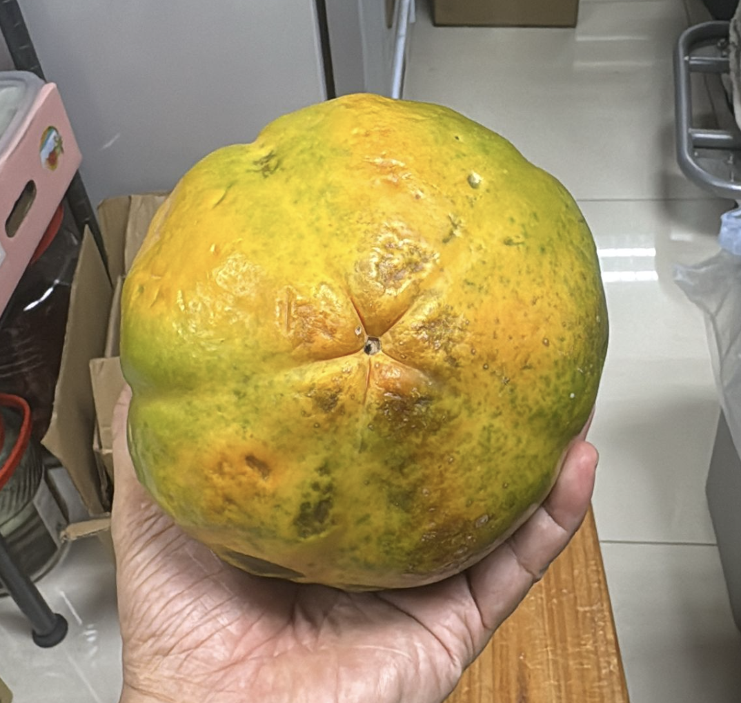 這個木瓜兩天前，仍是青青黃黃，但是一般農夫都會在這個時候摘下來，否則雀仔先吃