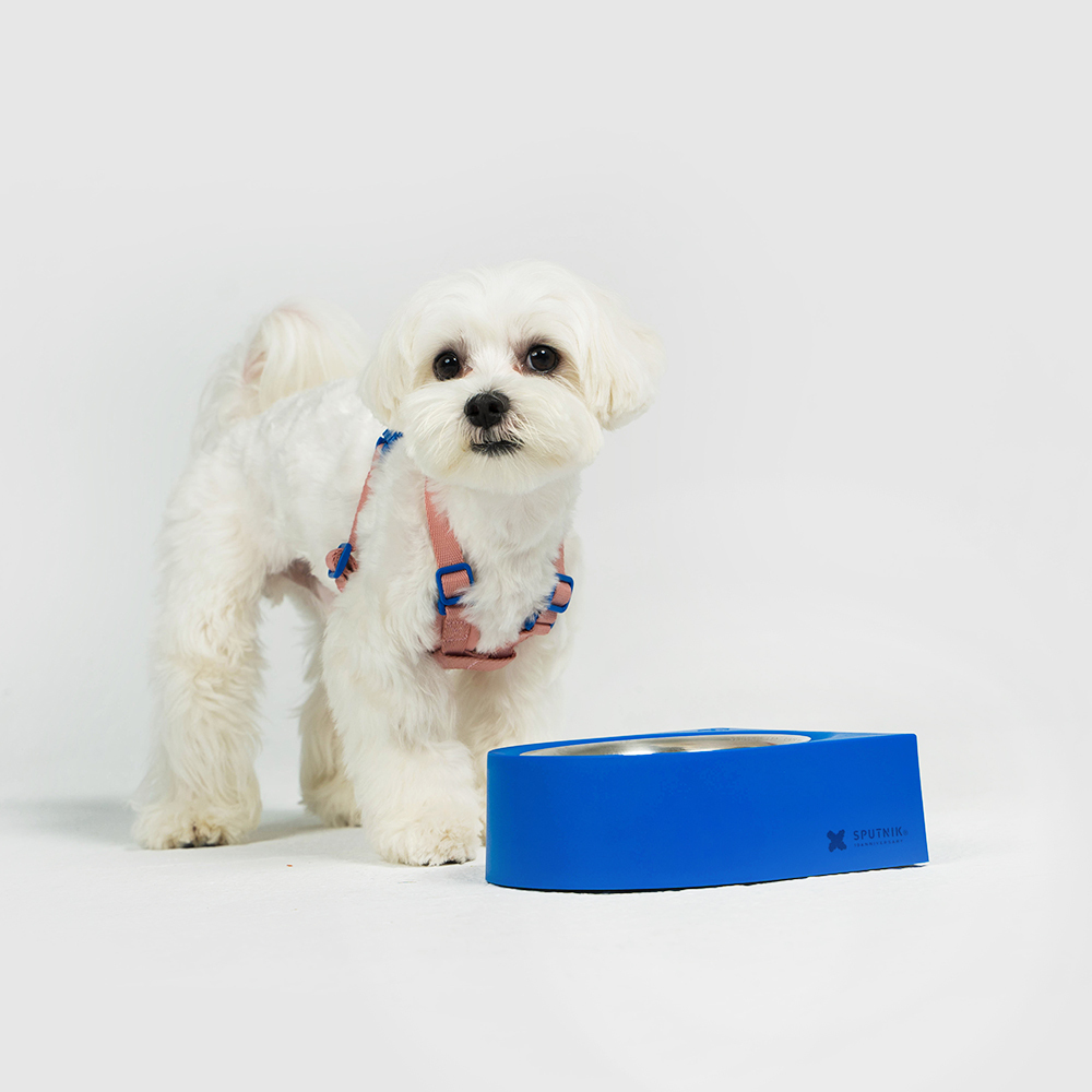 10TH YEAR︱寵物防蟻碗 - 藍色