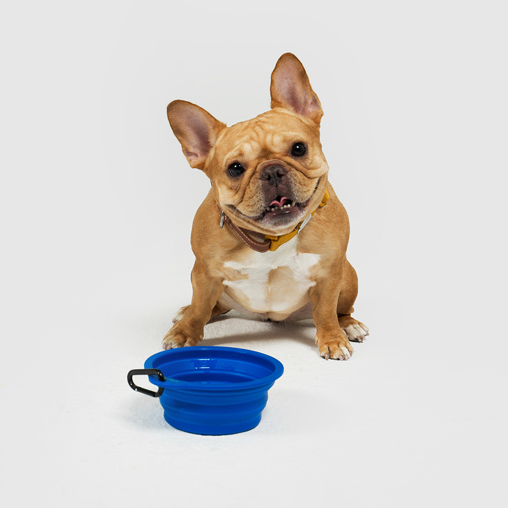 10TH YEAR︱寵物折疊碗 - 藍色
