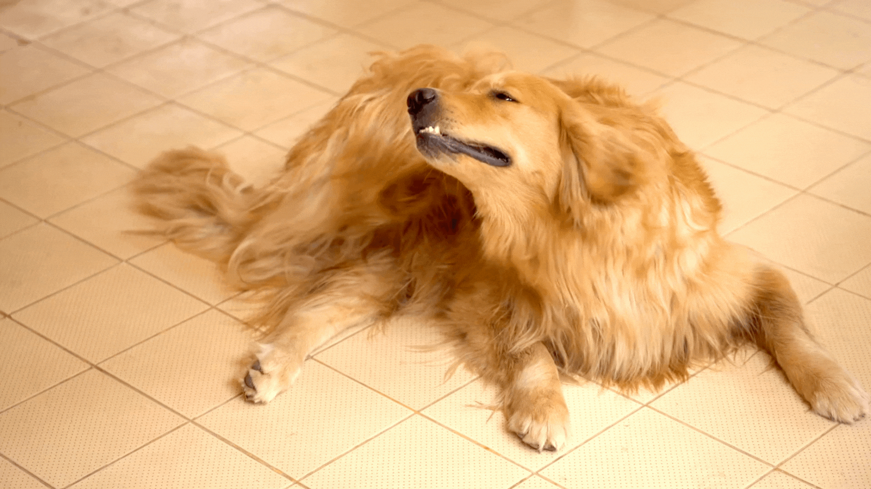 毛孩在感染耳疥蟲後，有時會因為耳道疼痛而抗拒觸碰耳朵、表現退縮或攻擊行為