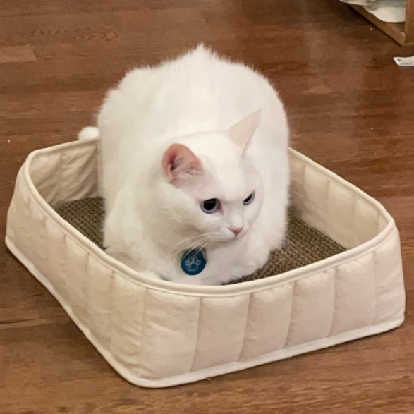 gottagohome．淺淺躲藏窩（含抓板）