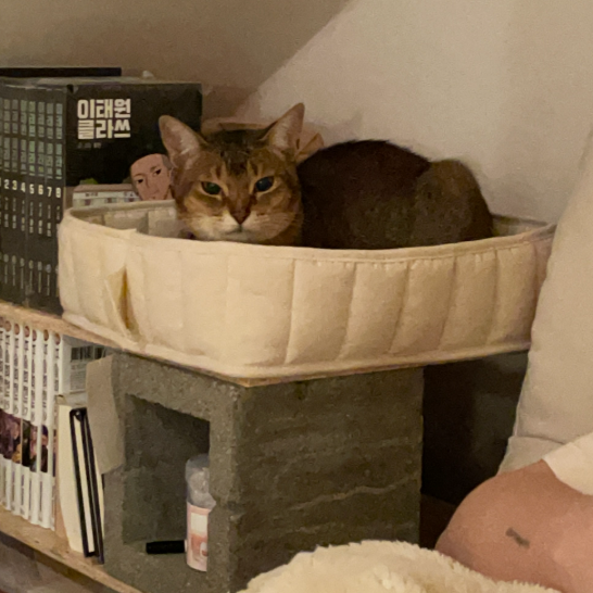 gottagohome．淺淺躲藏窩（含抓板）