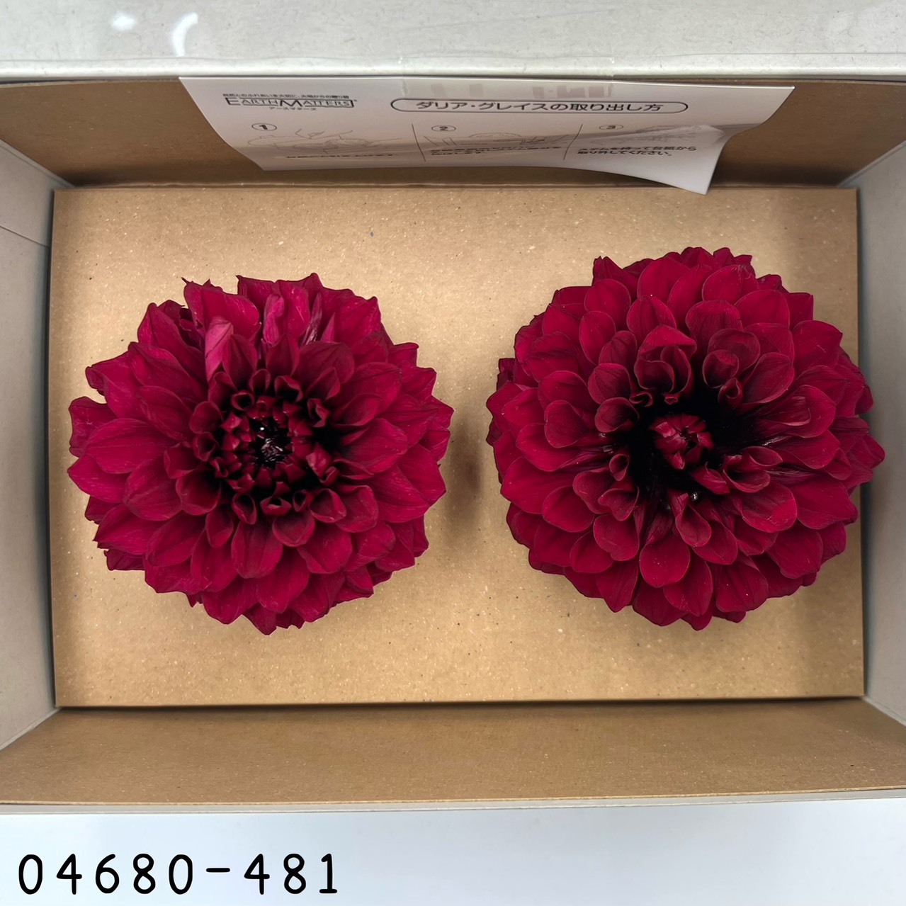 日本不凋大理花(2朵/盒) 04680-481