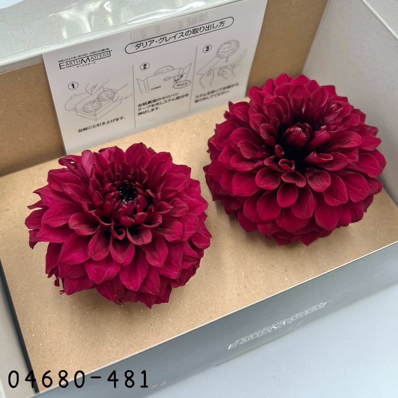 日本不凋大理花(2朵/盒) 04680-481