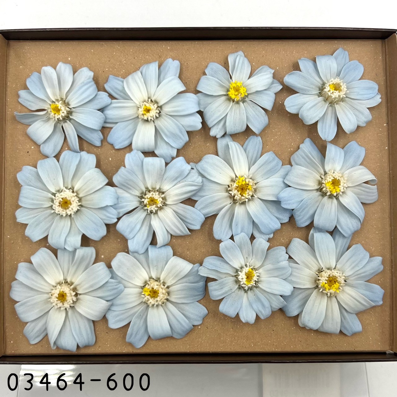 日本不凋百日草(12朵) 03464-600