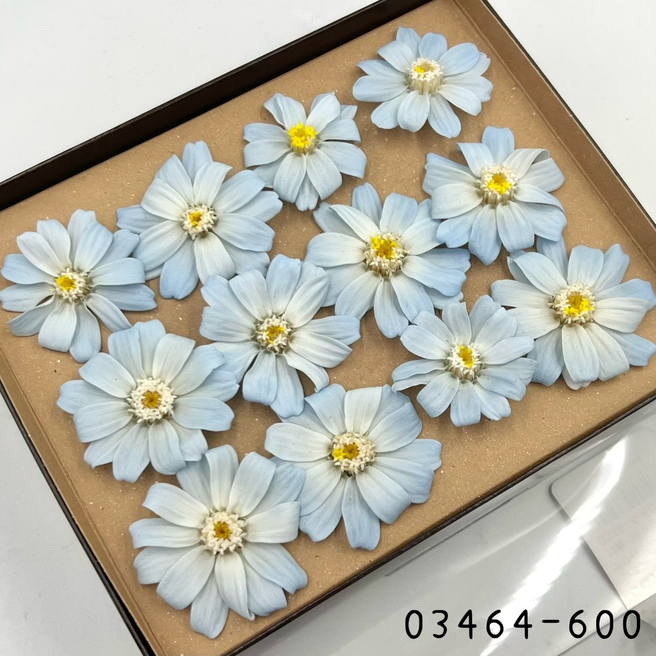 日本不凋百日草(12朵) 03464-600