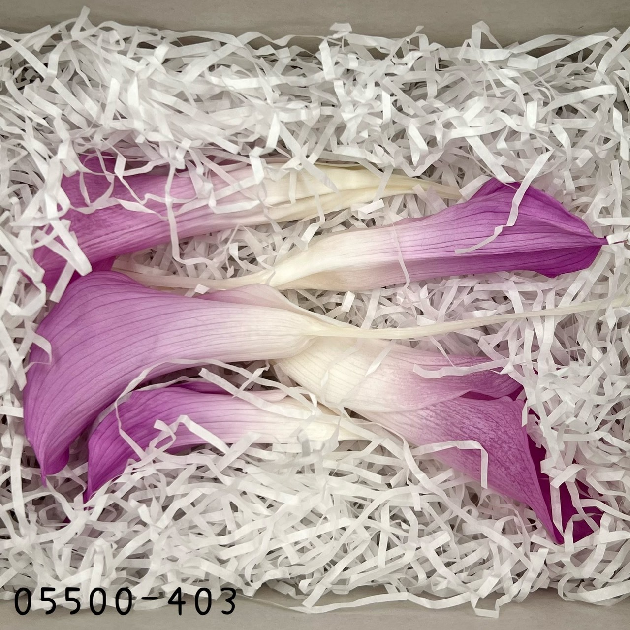 日本不凋海芋 05500-403