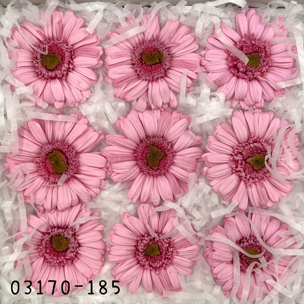 日本不凋非洲菊(9朵) 03170-185