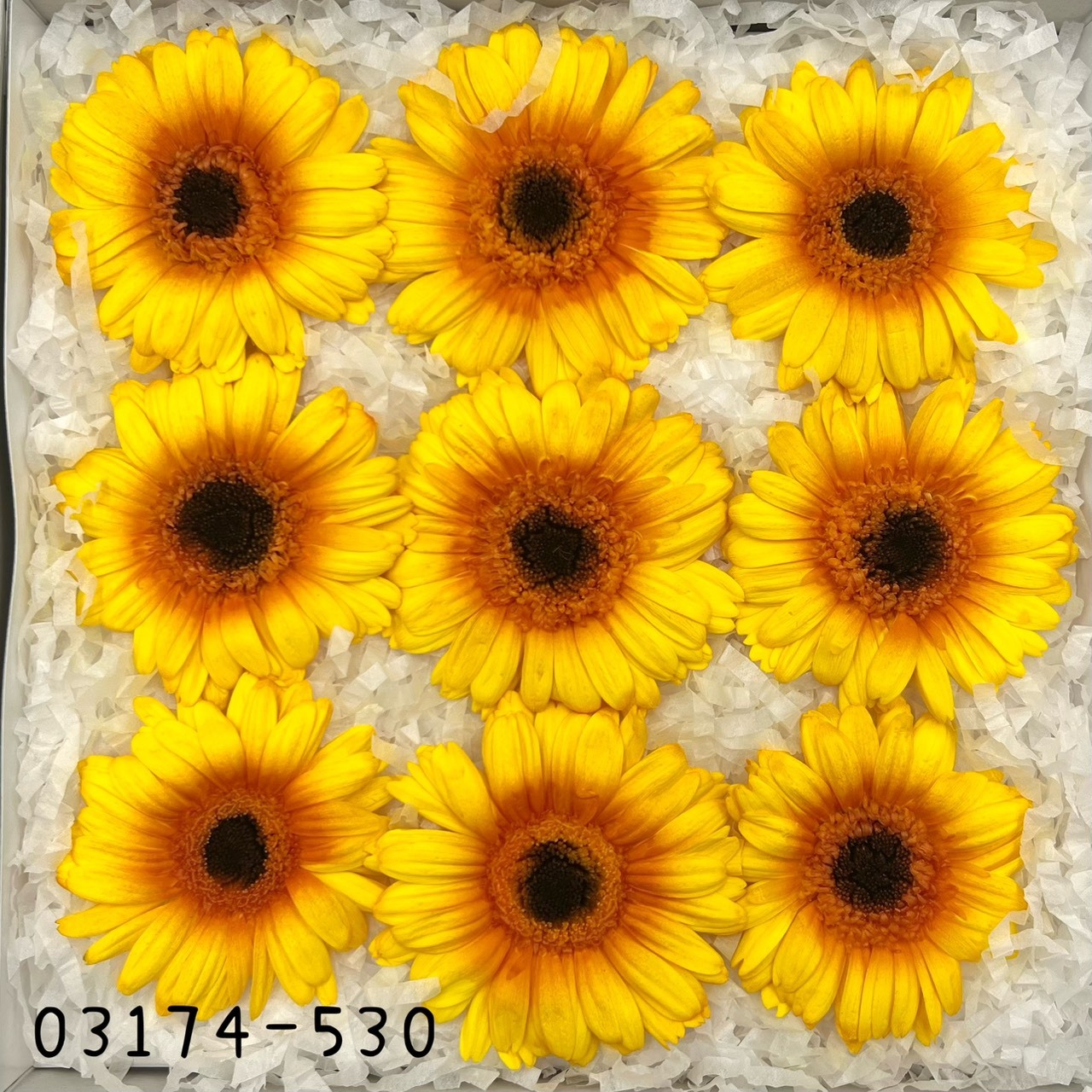 日本不凋非洲菊(9朵) 03174-530