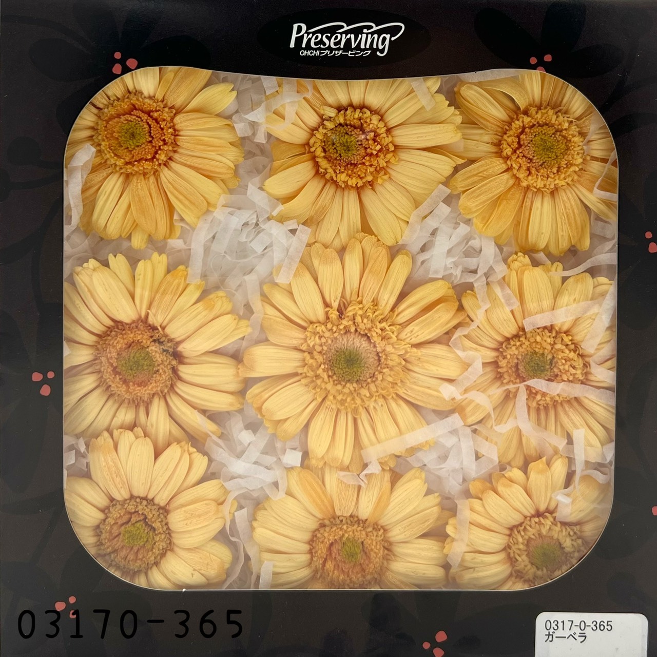 日本不凋非洲菊(9朵) 03170-365