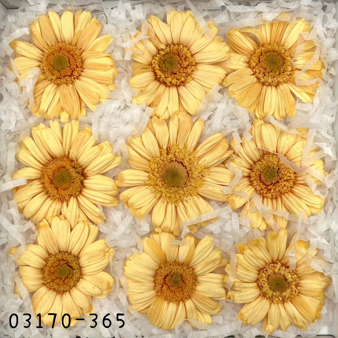 日本不凋非洲菊(9朵) 03170-365