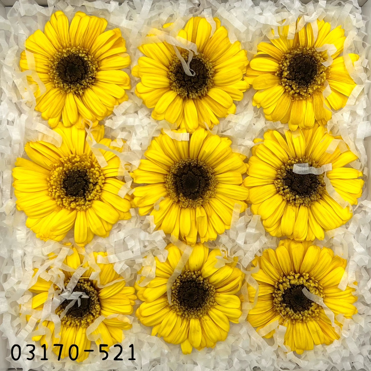 日本不凋非洲菊(9朵) 03170-521