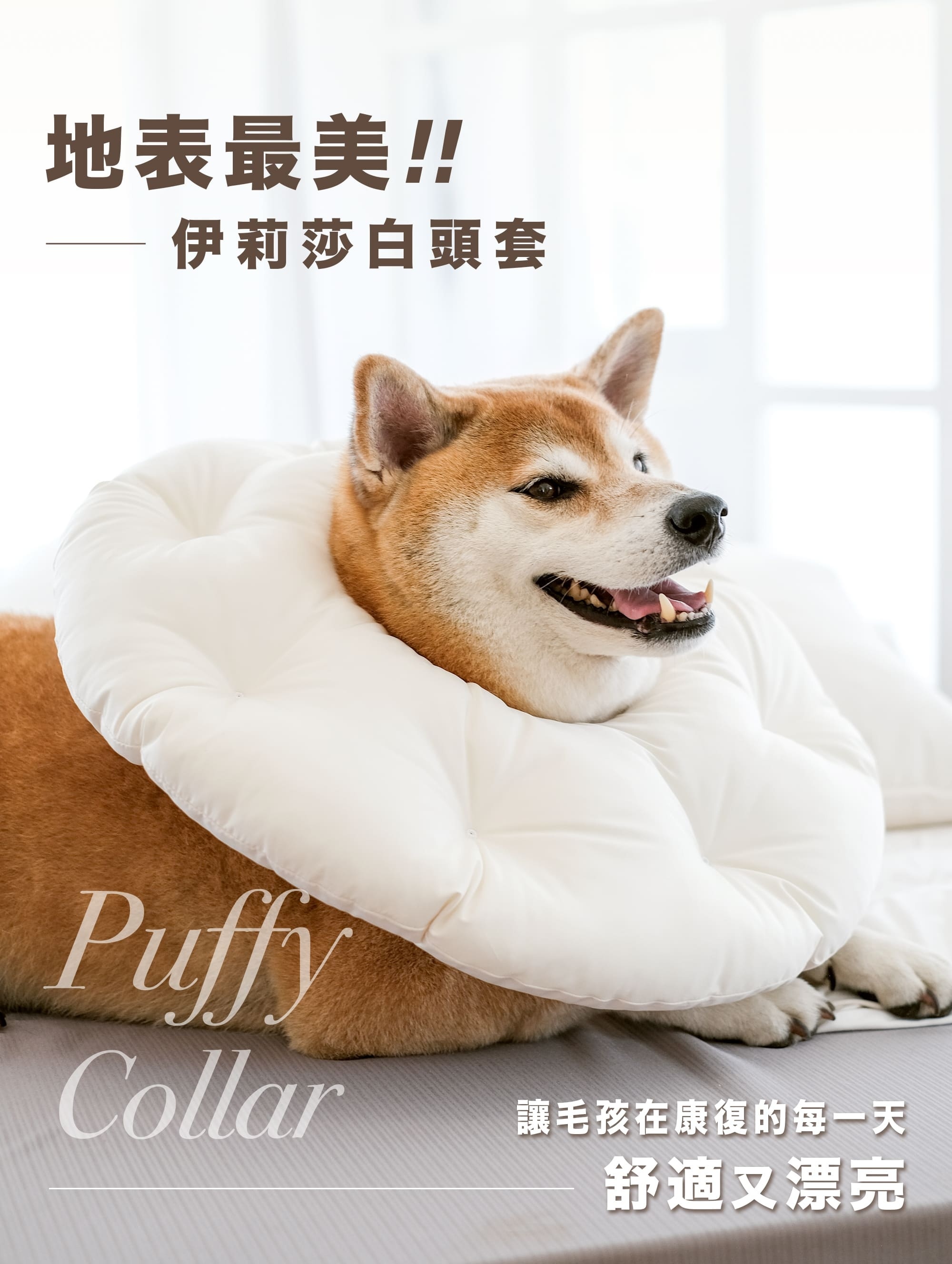 伊莉莎白頭套, 寵物頭套