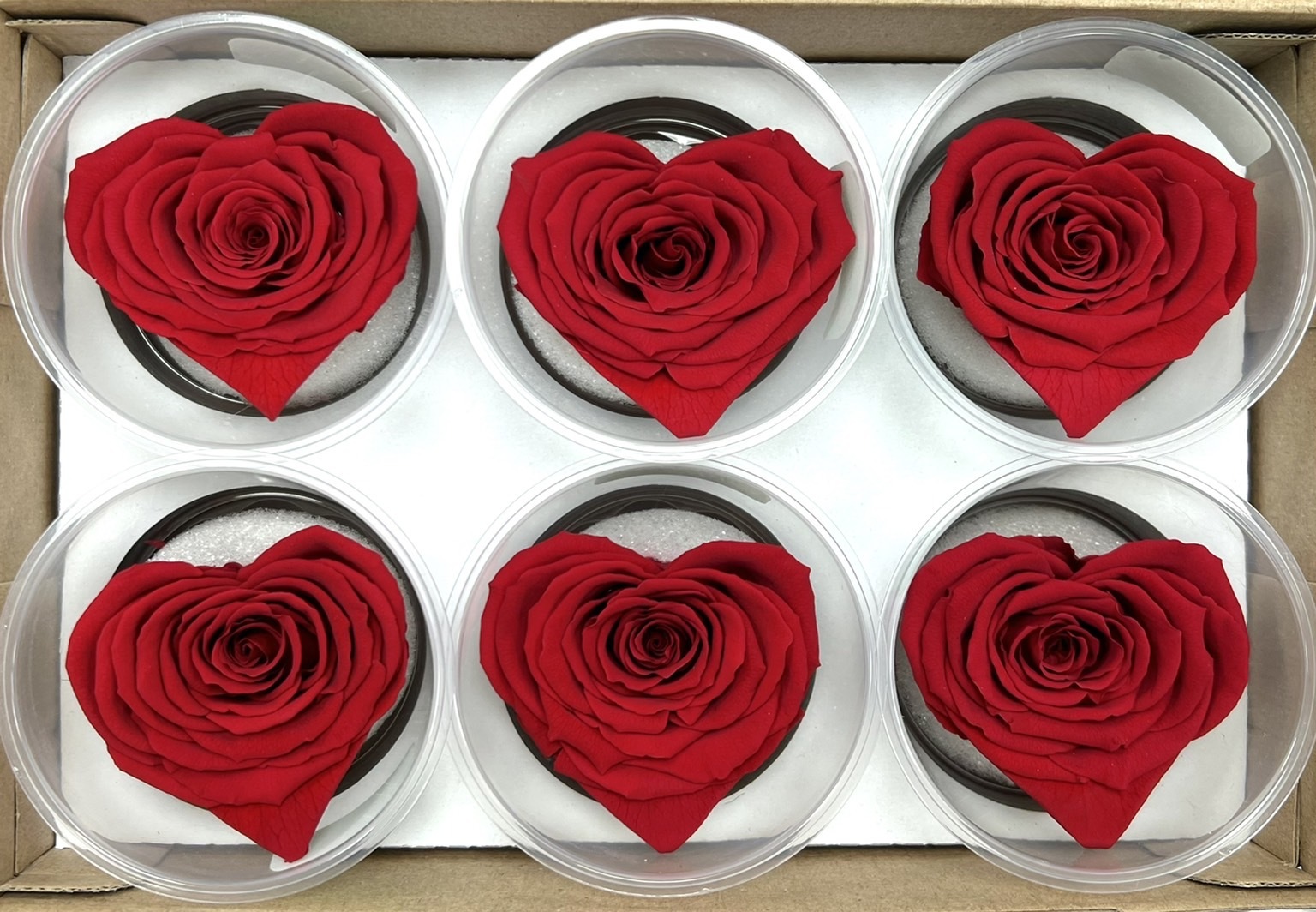 厄瓜多ROSEAMOR XL 愛心系列 6朵