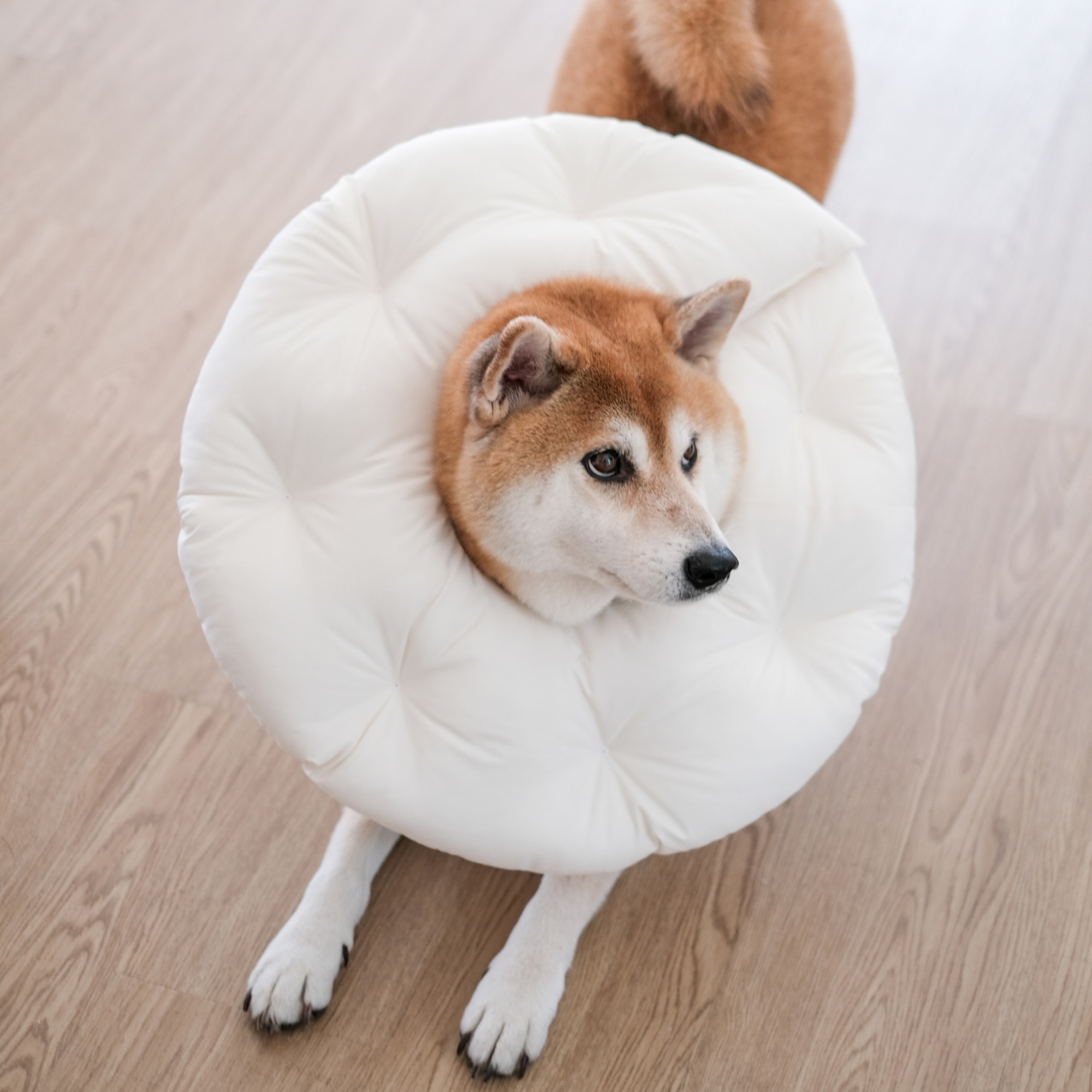 PuriPuri® 伊莉莎白頭套 - 軟餅乾型