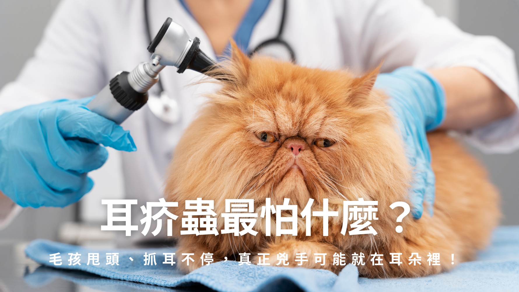 毛孩常甩頭抓耳、耳垢變黑變多，別忽略可能是耳疥蟲作怪！不論是貓耳疥蟲還是狗耳疥蟲，都會引發搔癢與耳道異常。本篇帶你掌握耳疥蟲症狀、傳染途徑、正確耳疥蟲治療方法，了解疥蟲怕什麼、如何有效清除，守護毛孩耳朵健康。