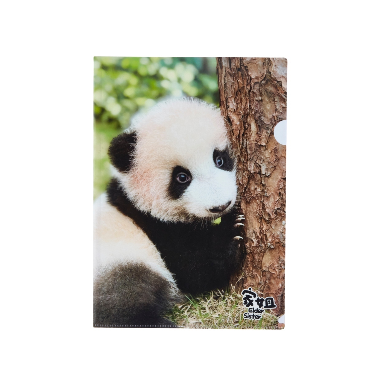 Elder Sister “Jia Jia” A4 Folder (Set of 3)