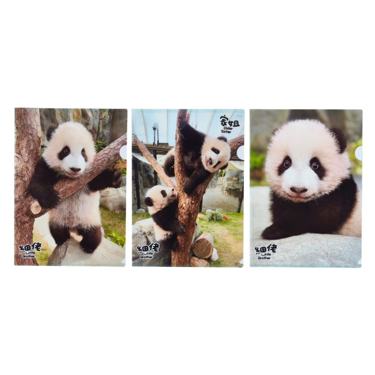 Little Brother “De De” A4 Folder (Set of 3)