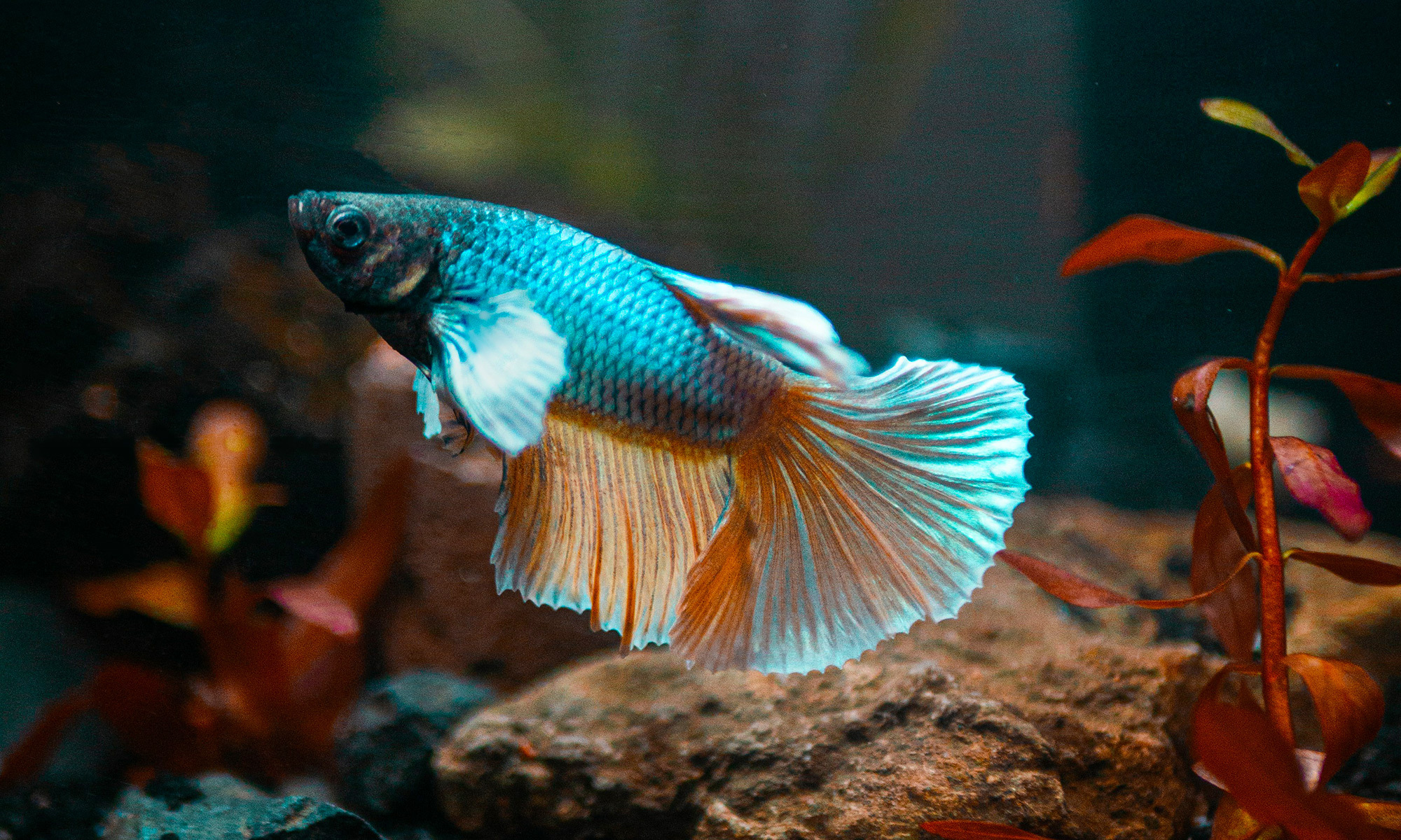 在魚缸中放置一些水草、小裝飾品或是鬥魚專用的休息葉片，讓環境更豐富有趣。這些布置不僅美觀，也能提供鬥魚躲藏和探索的空間