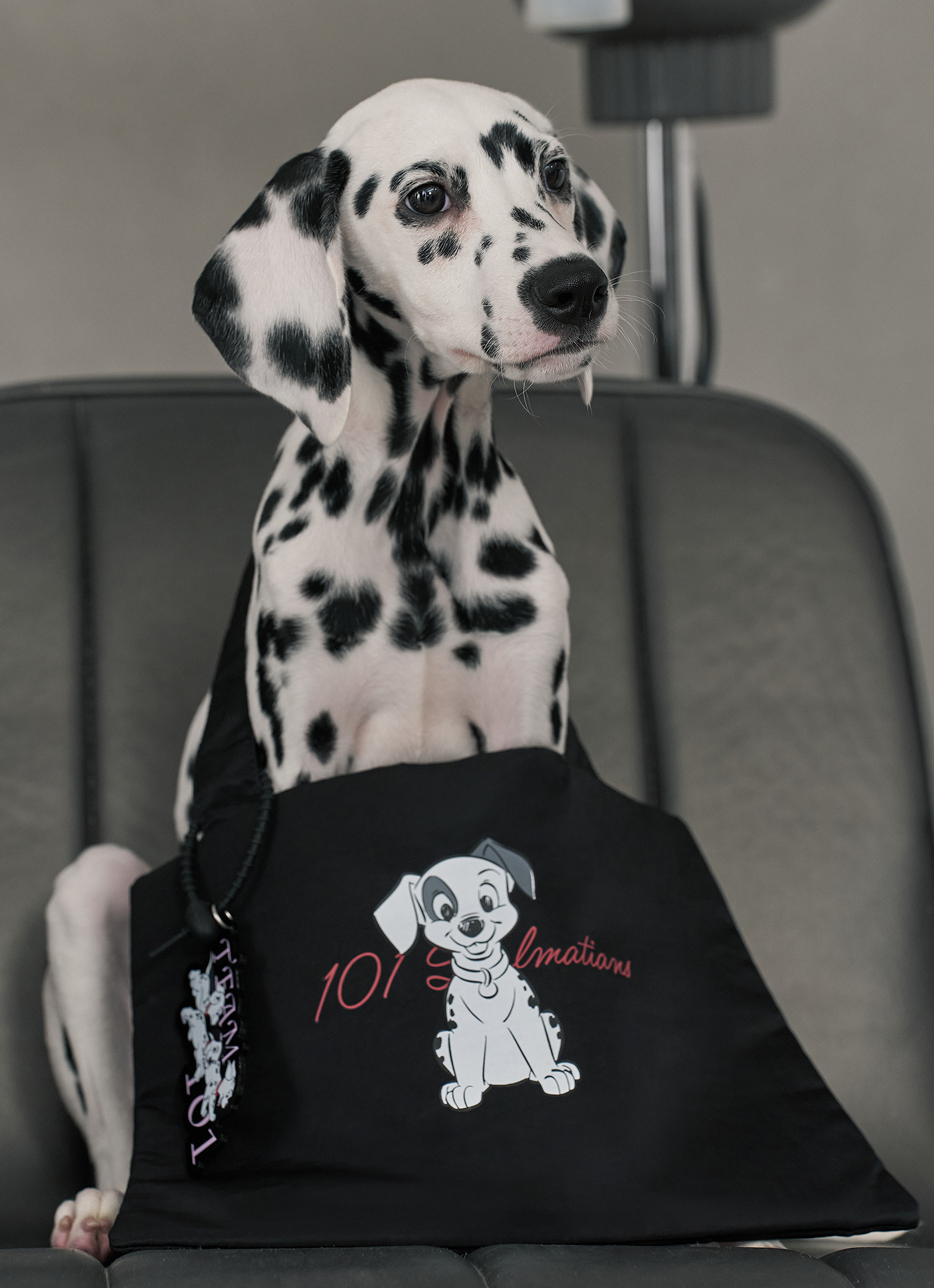 台湾 ROBINMAY×Disney Cats&Dogsシリーズ クロスボディ ZC003 original.jpg?1751596392