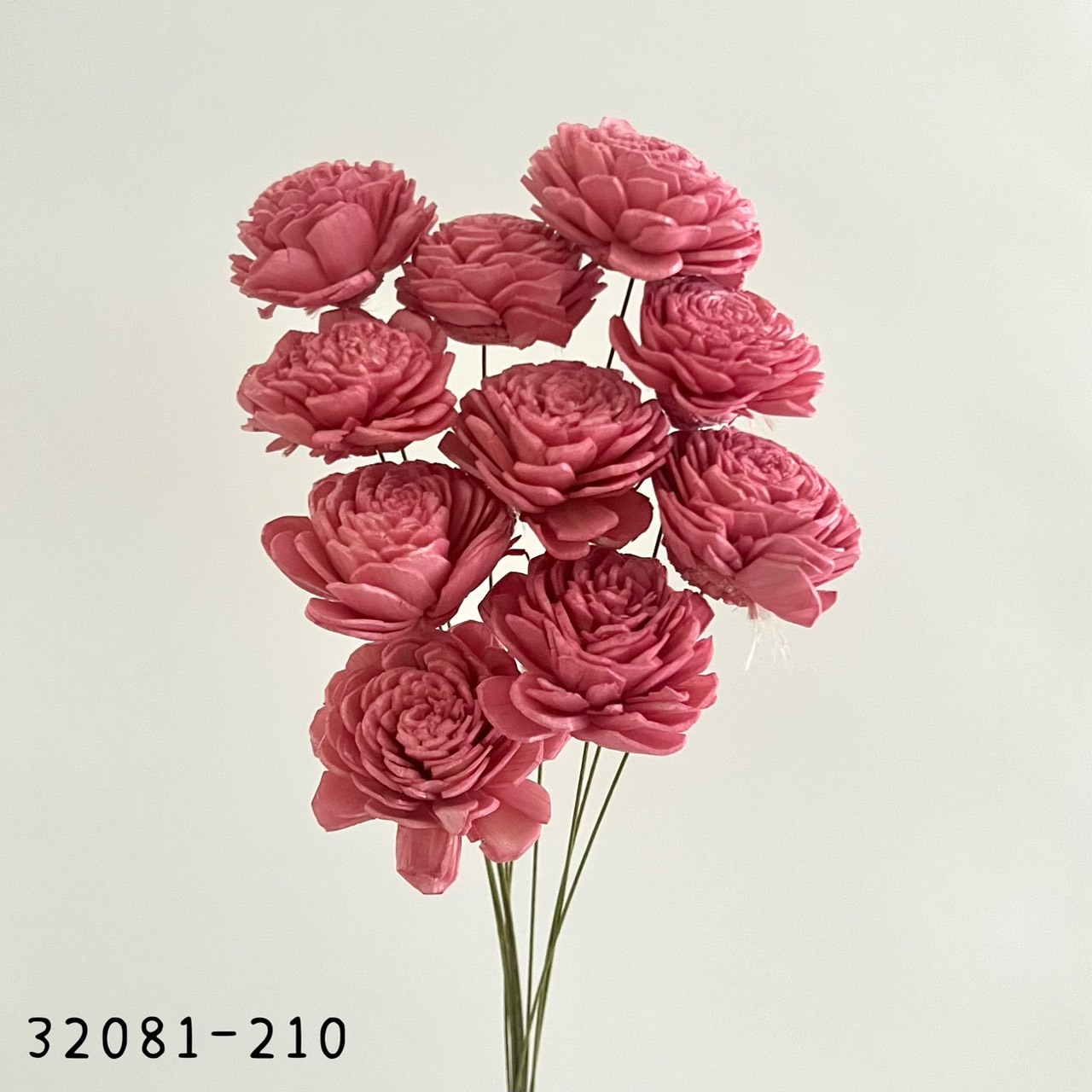 日本索拉玫瑰花 32081-210