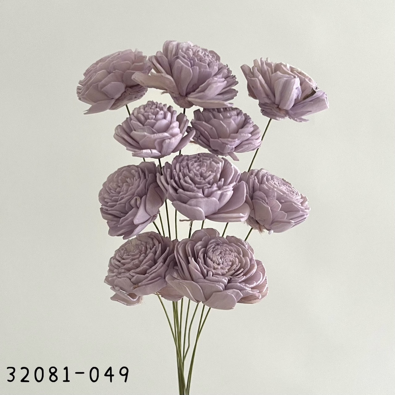 日本索拉玫瑰花 32081-049