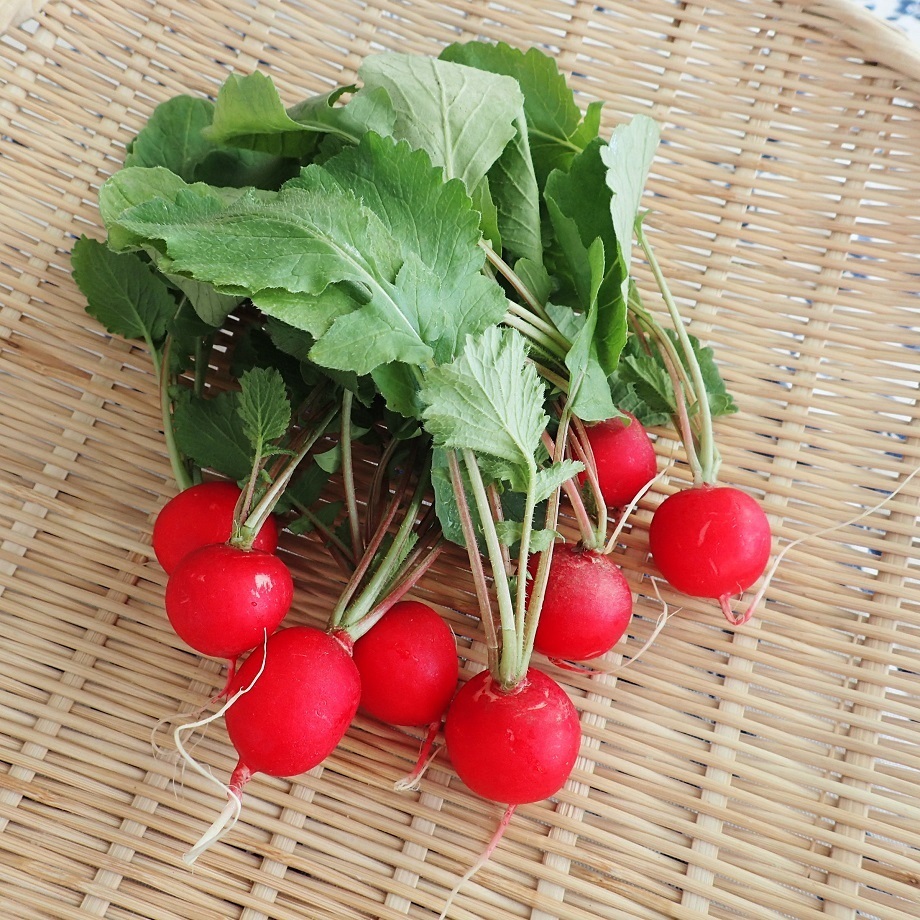 櫻桃蘿蔔ラディッシュ