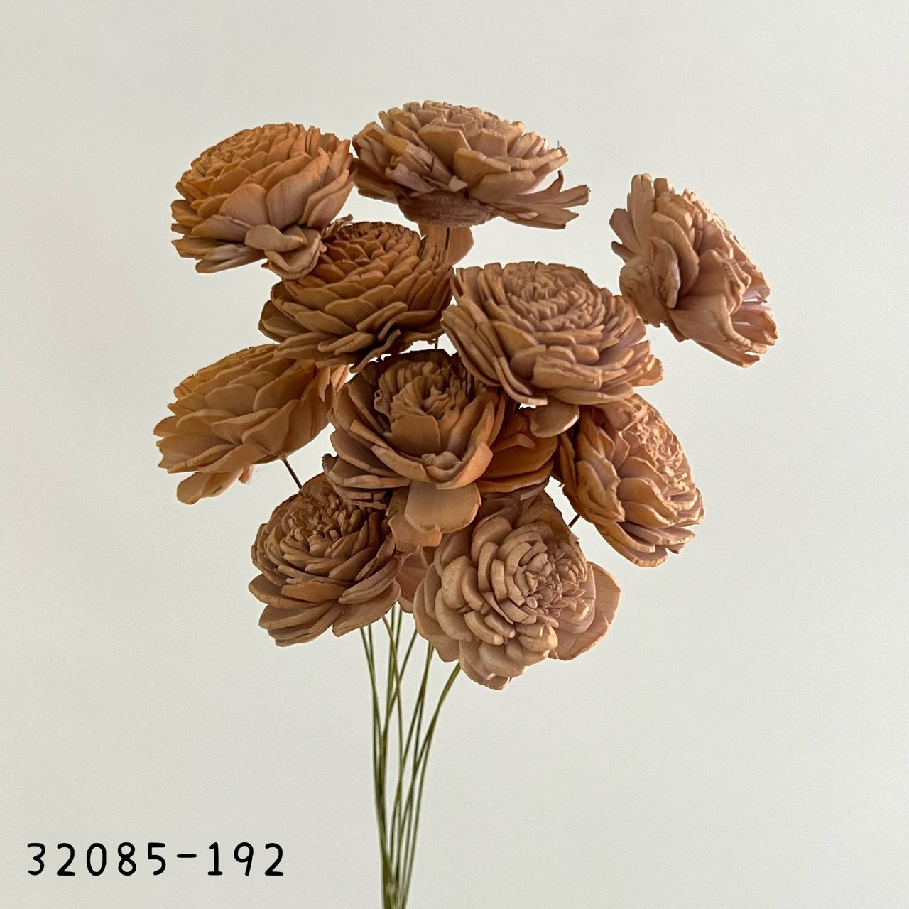 日本索拉玫瑰花32085-192