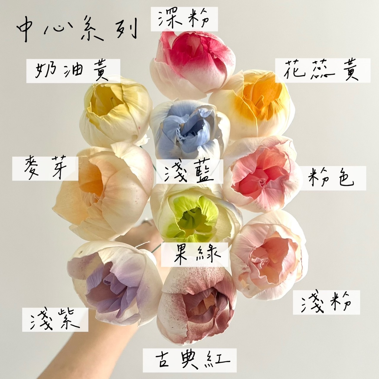 越南索拉花 含苞牡丹 4CM<十支一把>