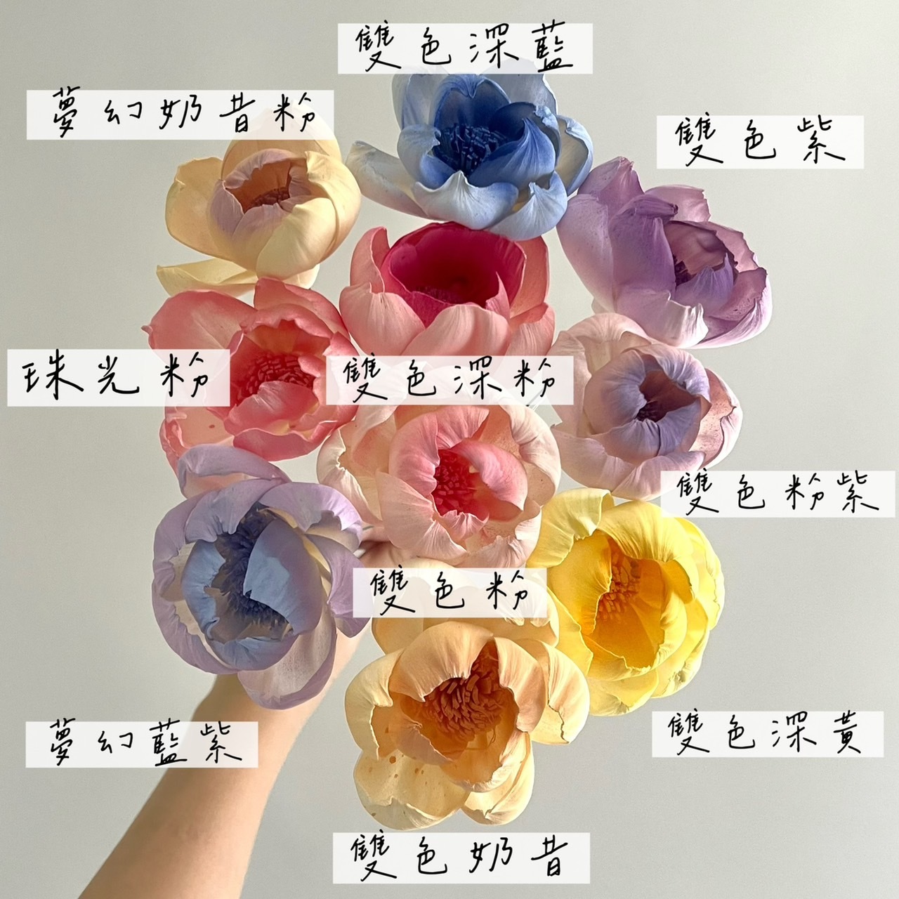 越南索拉花  牡丹(白心) 6CM <十支一把>