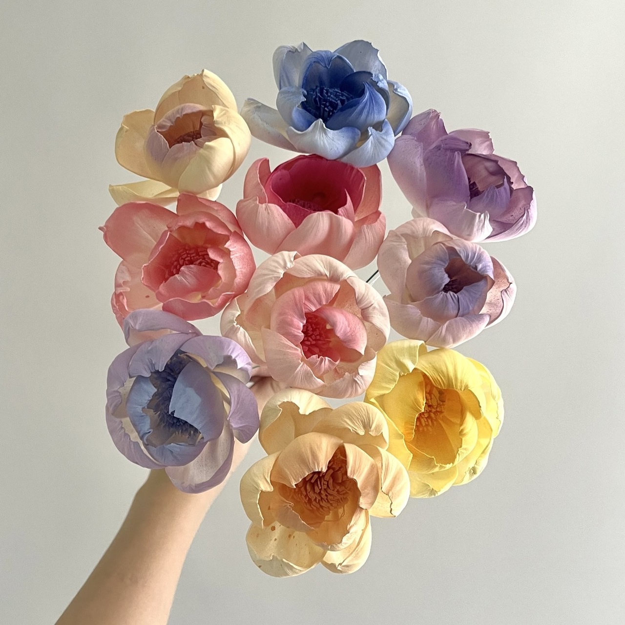 越南索拉花  牡丹(白心) 6CM <十支一把>