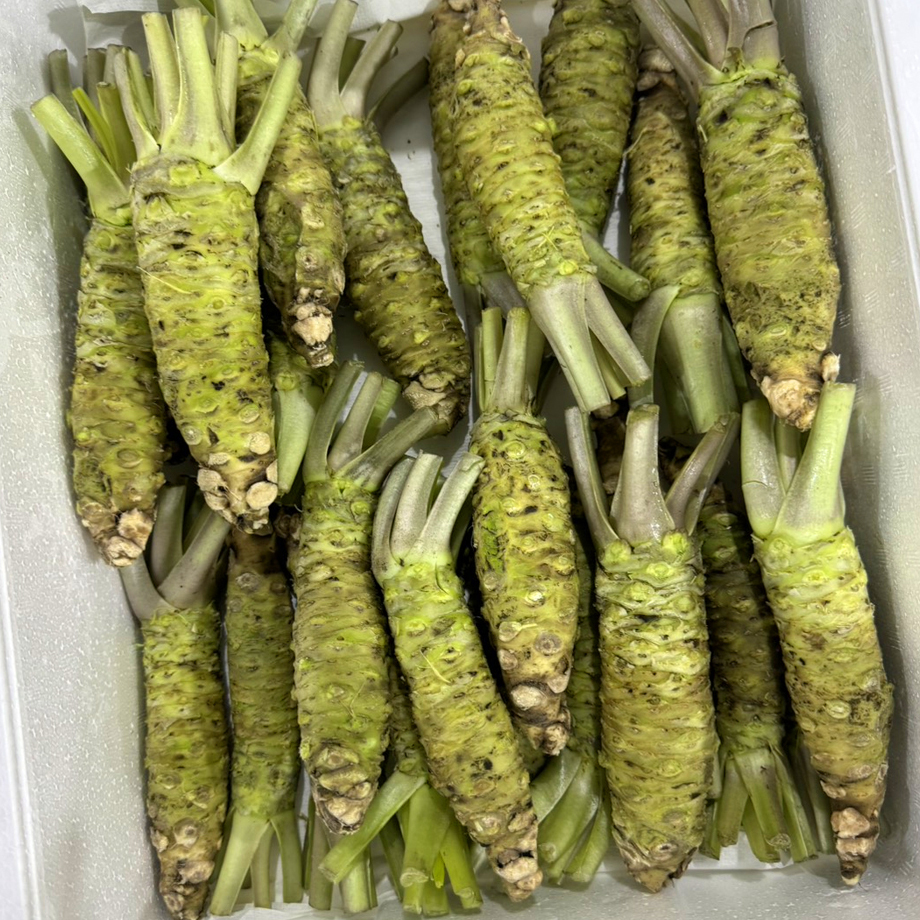 山葵青種わさび