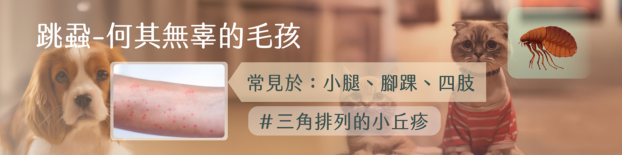 狗狗跳蚤,狗狗抓癢,貓咪皮膚過敏,狗狗皮膚紅,flea allergy dermatitis in dogs