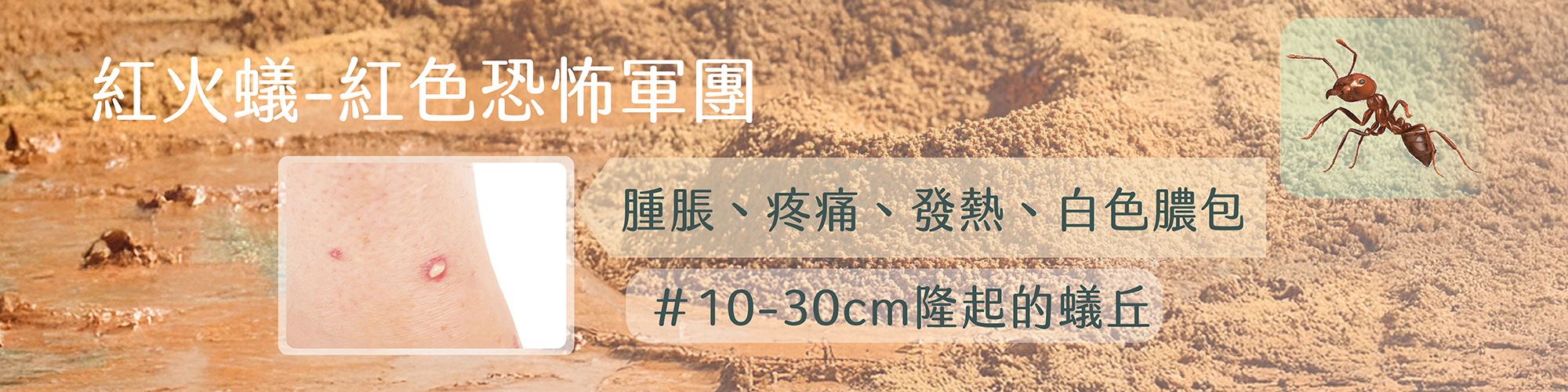 紅火蟻咬人,紅火蟻症狀,red imported fire ant,how to get rid of fire ants,what happens if a fire ant bites you