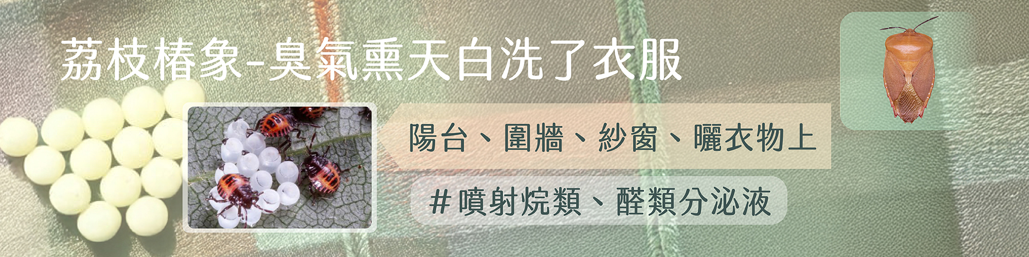 荔枝椿象,荔枝椿象臭味,荔枝椿象季節,荔枝椿象氣味怎麼去,lychee stink bug,Tessaratoma papillosa,how to remove stink bug odor
