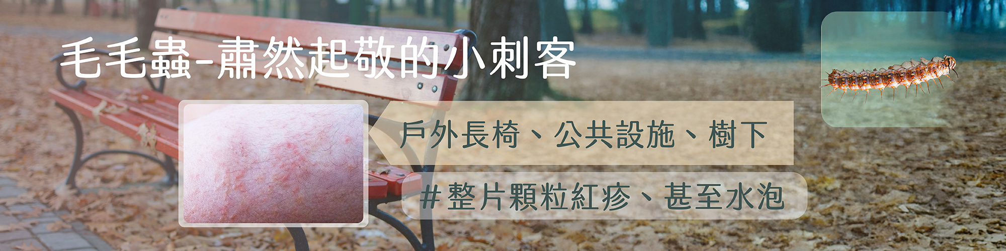毛毛蟲,毛蟲過敏,毛毛蟲皮膚炎,poisonous caterpillar,caterpillar rash,stinging caterpillar,毛蟲起水泡,毛蟲起疹子,摸毛毛蟲