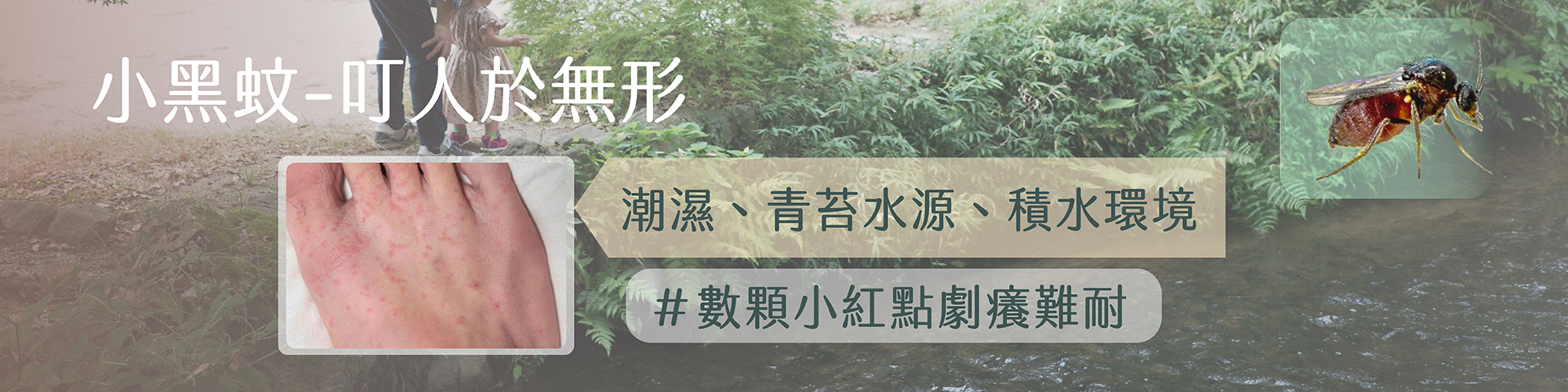 小黑蚊,台灣蚊子,小黑蚊怎麼辦,小黑蚊很癢,biting midge,no-see-ums,tiny black mosquito bites,how to get rid of no-see-ums